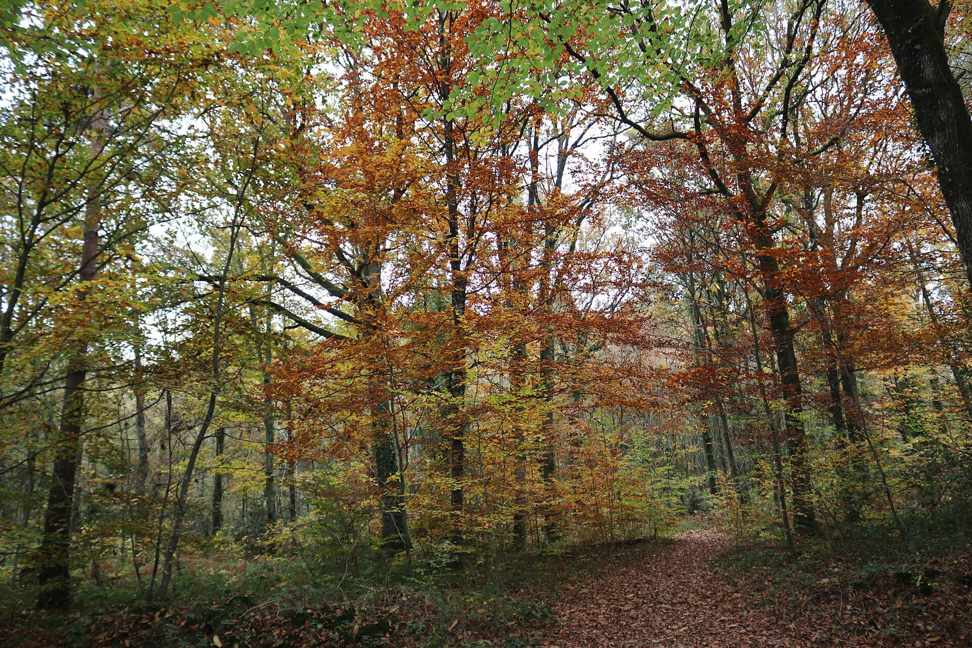 Forest of Paimpont (Broceliande Forest)