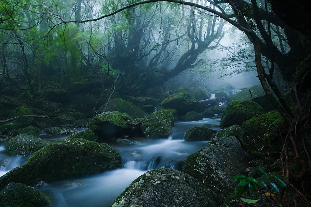 Yakushima Island