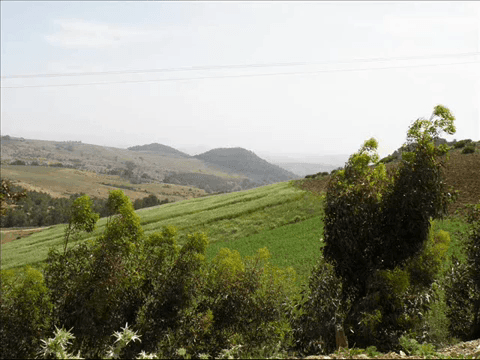 The Zawiya of Sheikh al-Alawi Bentounes, Mostaghanem, Algeria